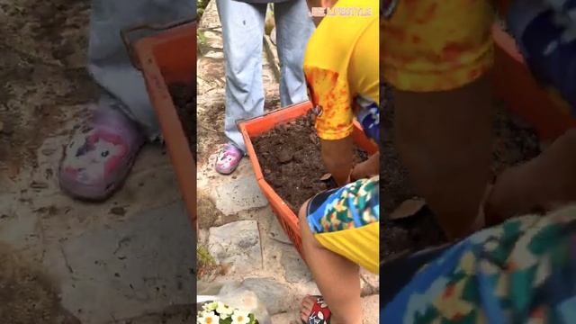 ZINNIA ANGUSTIFOLIA : ดอกบานชื่น смотреть онлайн