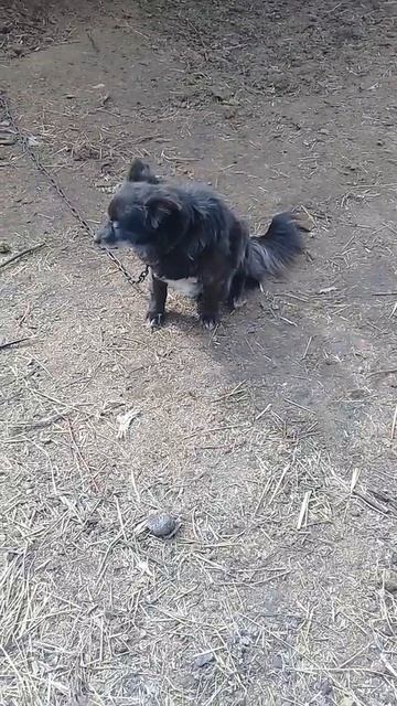 Собака в паники смотреть онлайн