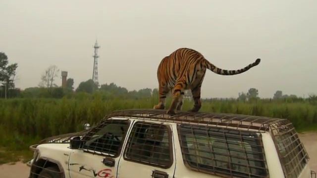 Harbin Safari Park смотреть онлайн
