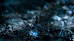 Крошечный мир 2 сезон 4 серия «Тропический лес» (документальный сериал, 2020)