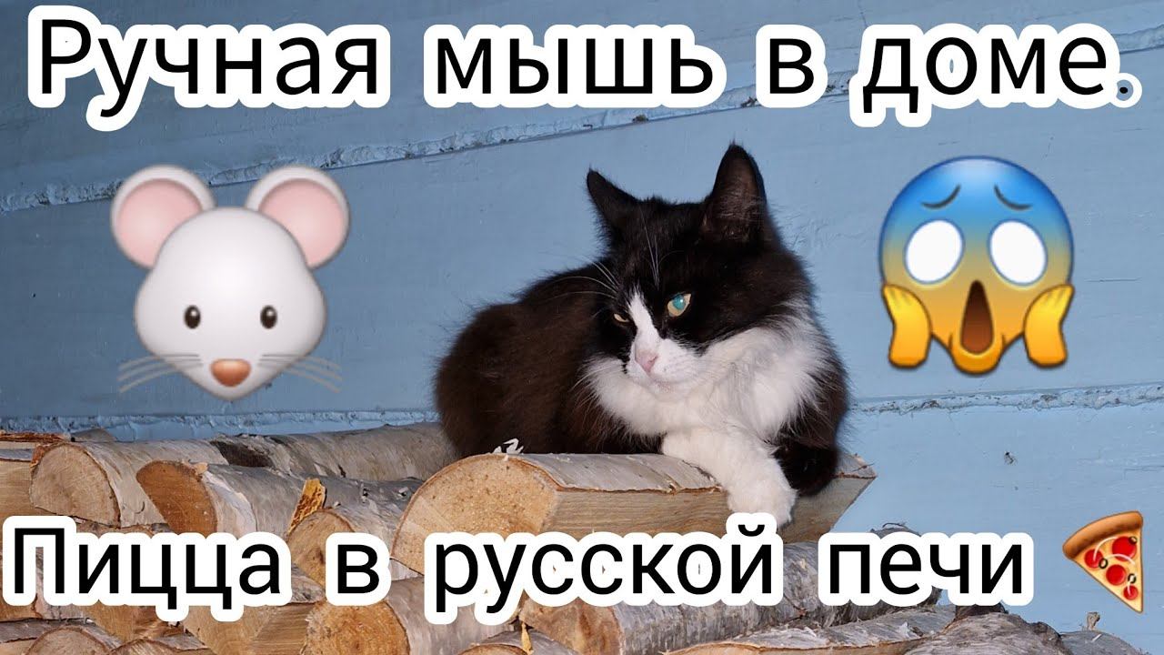 Ручная мышь в доме. Пицца в русской печи смотреть онлайн
