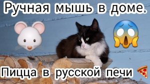 Ручная мышь в доме. Пицца в русской печи