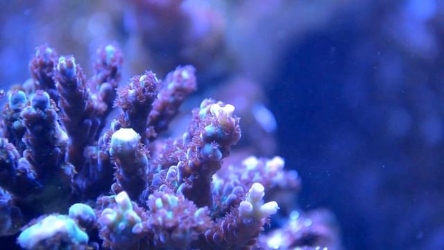 Acros - Subulata (Katropora) смотреть онлайн