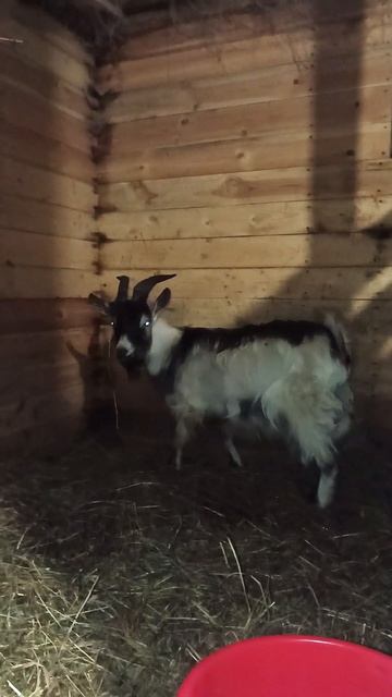 Рогатый Козлик - Жизнь в деревне #farmlife #farm #farming смотреть онлайн