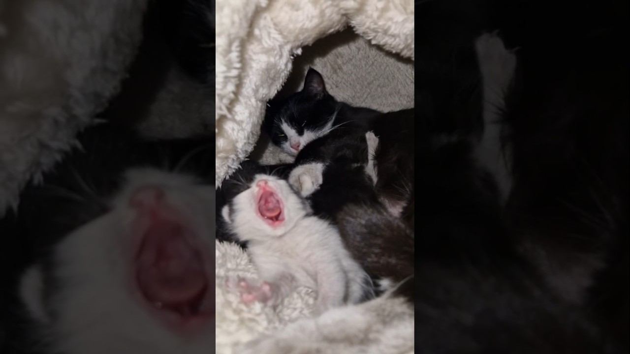 День рождения котят!⬛⬛⬛ смотреть онлайн