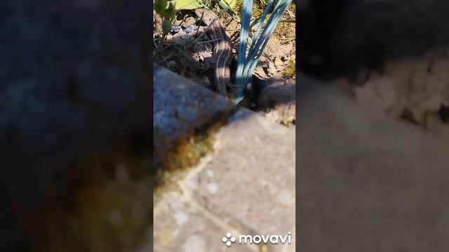 Красивая ящерица смотреть онлайн