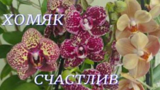 №1020/ ОХ и НАКУПИЛА!!! Хомяк СЧАСТЛИВ. смотреть онлайн