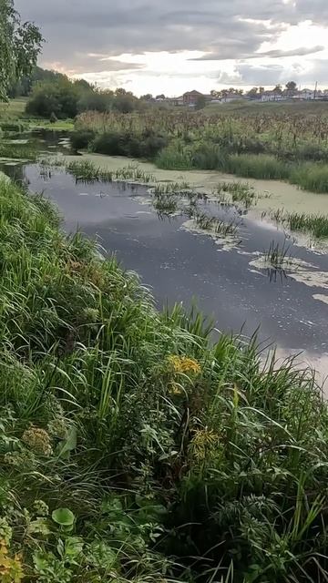 ПОКЛЕВКА ЩУКИ НА УТКУ #щука #спиннинг #summer #рыбалка #fishing #подпишись #поклевка смотреть онлайн