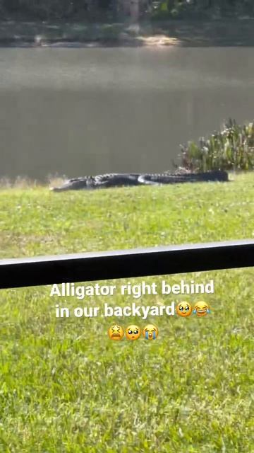 So scary😭😢🥺 can’t even go out for a walk🥺 #aligators #florida #floridalife #usa dangerous смотреть онлайн