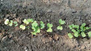 РЕДИС. Посев семенами. От всходов до урожая