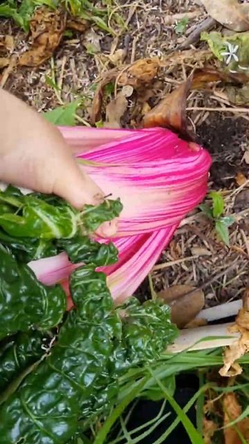 Garden Harvest Time ! #gardening #growyourownfood #garden #food #grow #ggthegardengirl #foodlover смотреть онлайн