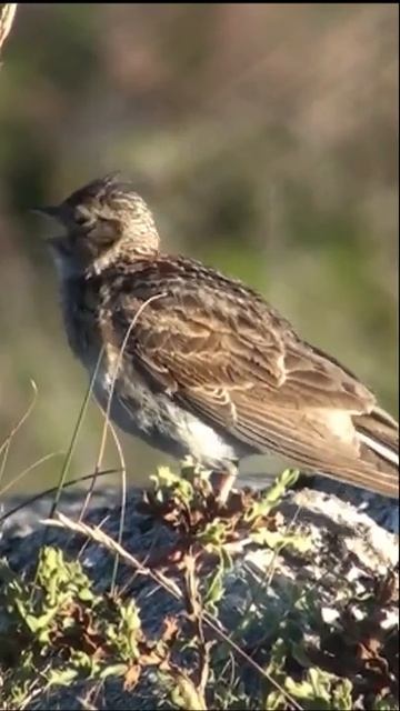 Пение Жаворонок смотреть онлайн