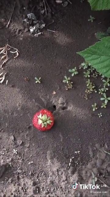 в чом польза муравев смотреть онлайн