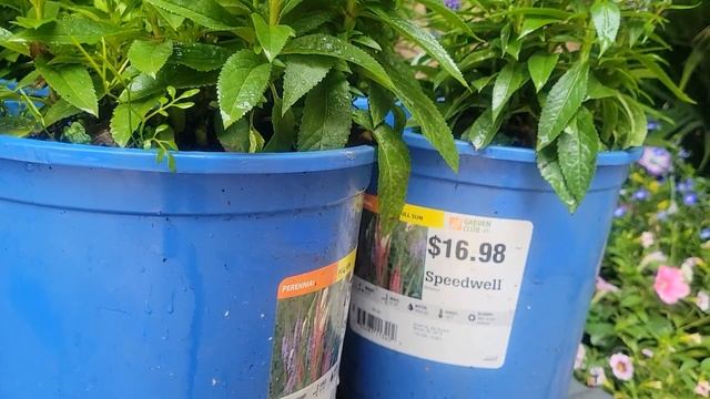 Dipladenia, Hibiscus, Thuja, Boxwood, Speedwell, Dianthus, Hydrangea. Home Depot Garden Club. смотреть онлайн