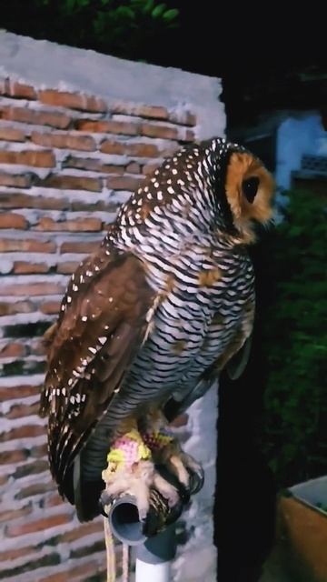 burhan owl strix seloputo смотреть онлайн