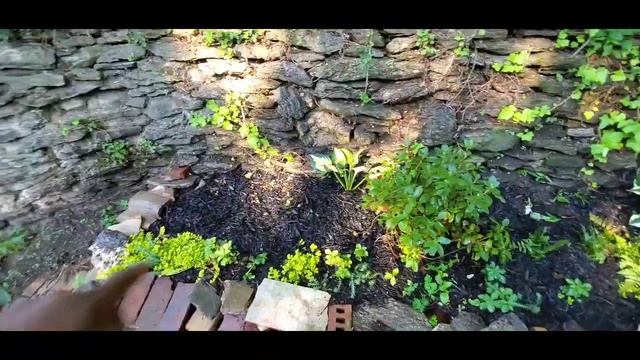 Begonia maculata repotting || fun in the garden on this glorious night. смотреть онлайн