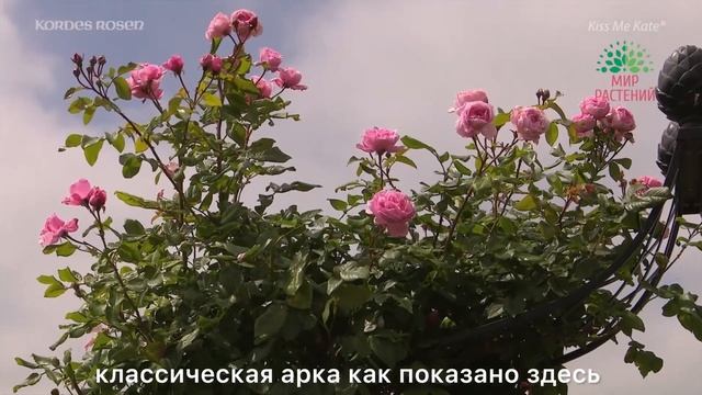 Роза Кисс Ми Кейт от Кордес. Kiss Me Kate Kordes