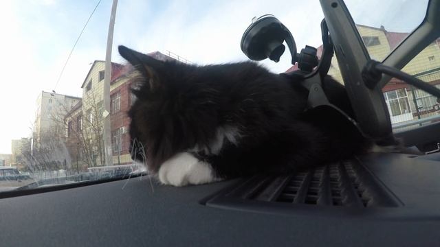 Дневник кошечки Пуси. Охота за стеклом