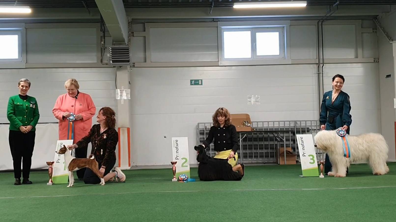 09.02.2025, СПб. Клуб "Ассамблея" (РКФ, РФОС). Выставка собак всех пород "ЗВЕЗДНАЯ ЗИМА" (САС, ЧФ) смотреть онлайн