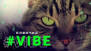 ⚡️Женщина-кошка.  Саблиминал