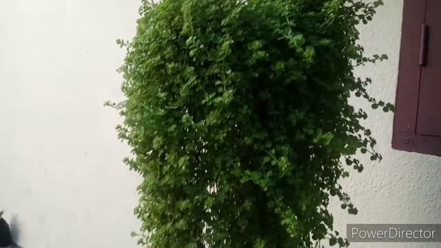 Babytears Plant Care& Propagation/Malayalam/Spendtimegarden смотреть онлайн