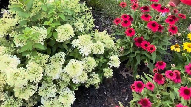 Proven Winners Bobo Hydrangeas and Summerific Hibiscus Backyard Landscape with coneflowers смотреть онлайн
