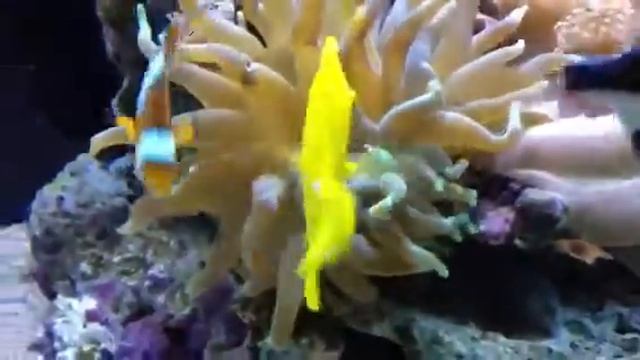 Feeding my anemone lance fish смотреть онлайн