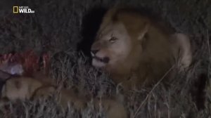 Дикие животные. Мир Африки. Львы.