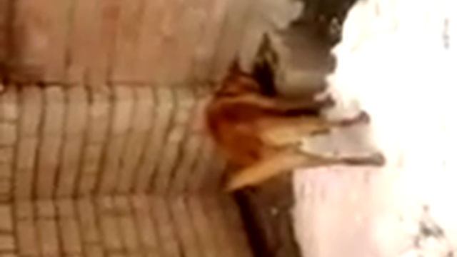 Пёс полез за кошкой в подвал. смотреть онлайн