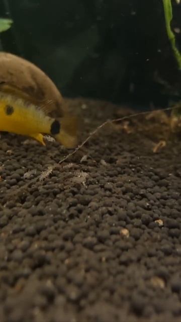 Apistogramma Cenepa mit Jungtieren 😍☺️ #apistogramma #aquarium смотреть онлайн