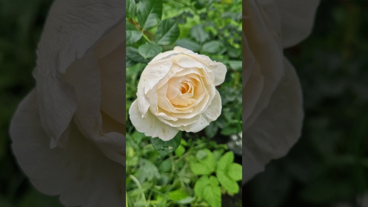 Первая роза смотреть онлайн