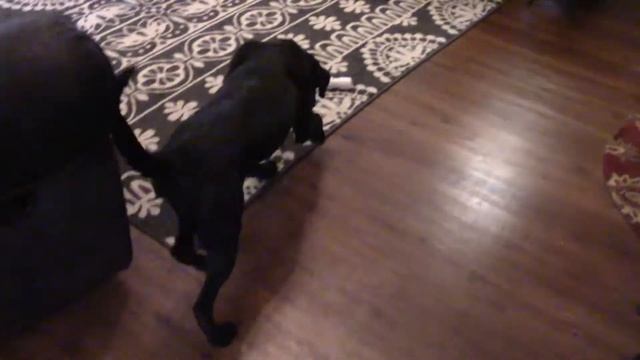 Keta's Evening Diabetic Alert Dog Training Session for 5 18 2020 смотреть онлайн