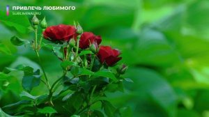 Привлечь любимого (конкретного мужчину). Привлечь избранника. [не магия] Аффирмации. Саблиминал. (1)