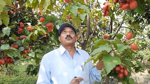 Sindhuram (annatto) is one of the best plant in our herbals||hari babu ||natural farming смотреть онлайн