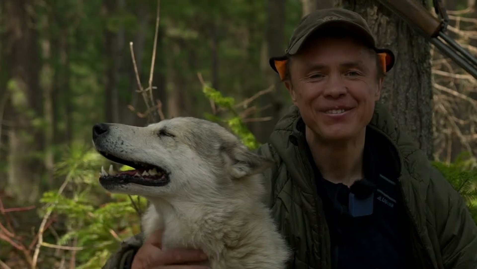 Ответы на комментарии по собакам