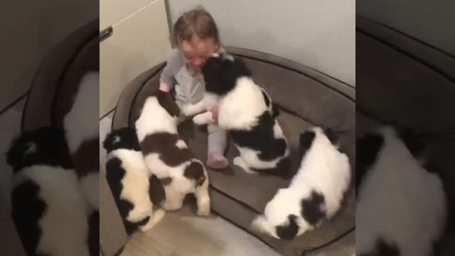 Нападение стаи собак на ребёнка🤣 смотреть онлайн
