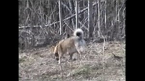 западно -сибирская лайка Даня .