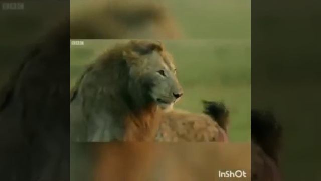 БУДЬ СИЛЬНЫМ….. ★ ВЕДЬМИНА ИЗБА ★ ИНГА ХОСРОЕВА ★ МАГИЯ смотреть онлайн