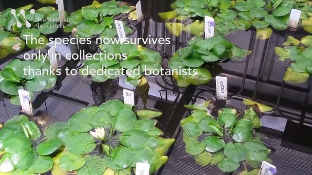 Unusual Labmates: The World's Smallest Water Lily смотреть онлайн