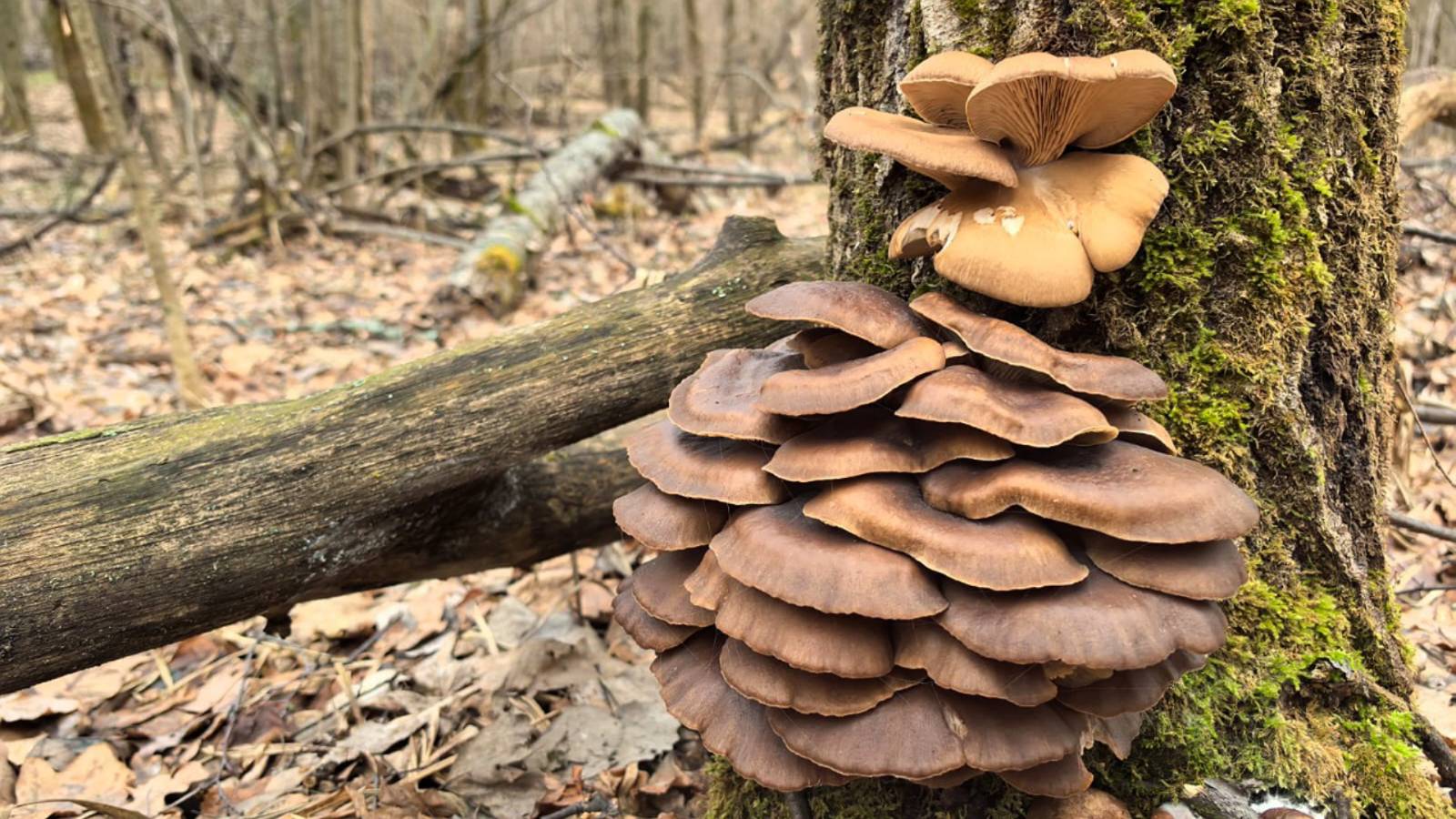 ГРИБНИКИ В ШОКЕ! Февраль, мы СОБИРАЕМ ГРИБЫ. Семейный сбор грибов смотреть онлайн