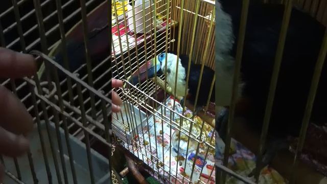 Тукан. Семейство дятловидных. смотреть онлайн