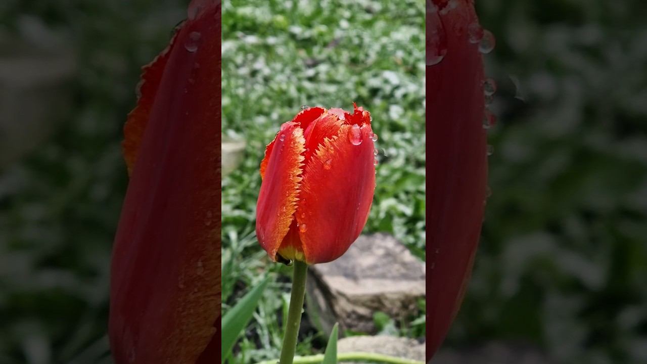 Снег в мае❄️ #домиквдеревне #изгородавдеревню #снегопад #вдеревне #май смотреть онлайн