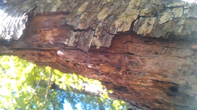 Rare - ant mating and new queens leave смотреть онлайн