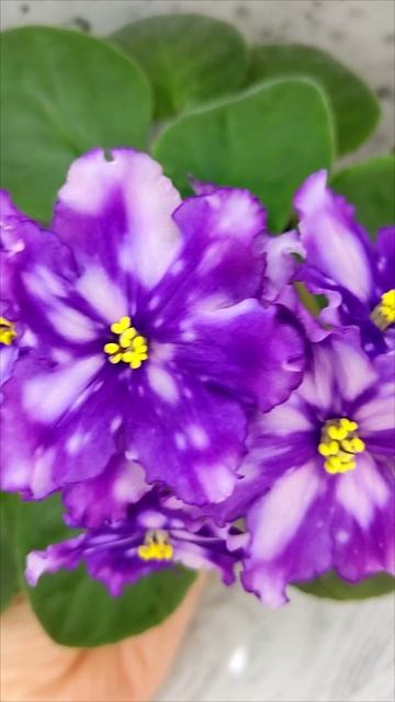 Фиалка МТ-Свет Кометы