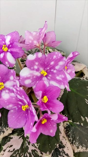 Фиалка Rivermist Calypso