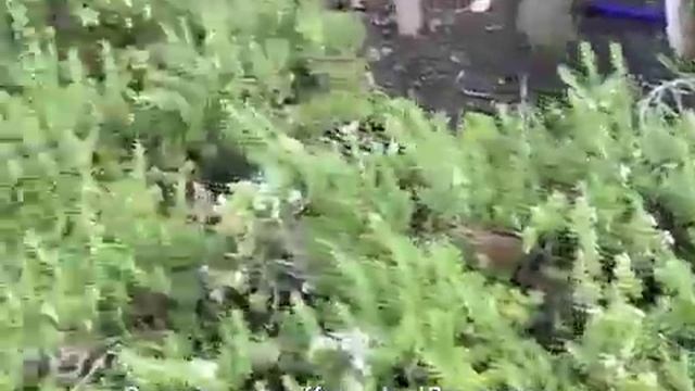 Rosmarinus Officinalis 'Prostratus' - 'Prostratus' Rosemary