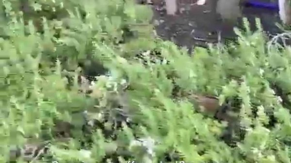 Rosmarinus officinalis 'Prostratus' - 'Prostratus' Rosemary