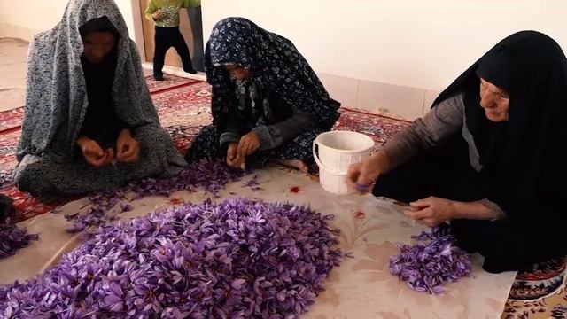 What are the Health Benefits of Saffron? #shorts смотреть онлайн