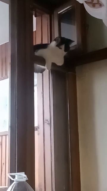 Удобно расположилась в форточке и наблюдаю за всеми... :-)