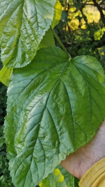 Гигантские листья смотреть онлайн